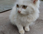 Кошки в Конаково: Даня Мальчик, 1 руб. - фото 1