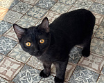 Кошки в Королеве: котенок Шмель ищет дои Девочка, Бесплатно - фото 6