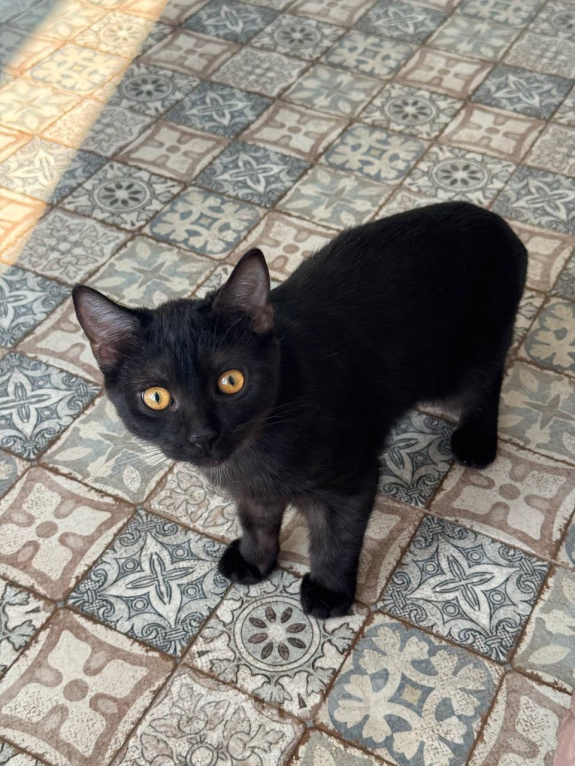Кошки в Королеве: котенок Шмель ищет дои Девочка, Бесплатно - фото 6