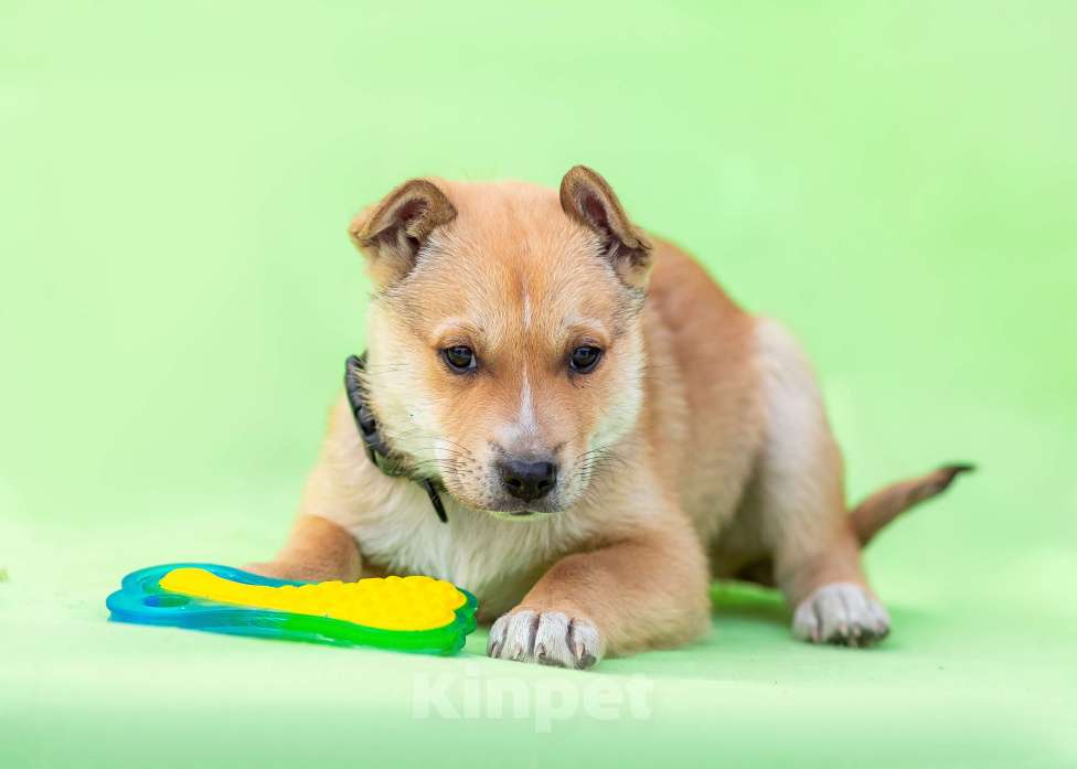 Собаки в других городах Московской области: Щенок Грэй в добрые руки Мальчик, Бесплатно - фото 6