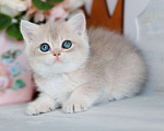 Кошки в Владивостоке: Голубая золотистая британская кошечка Девочка, 80 000 руб. - фото 3