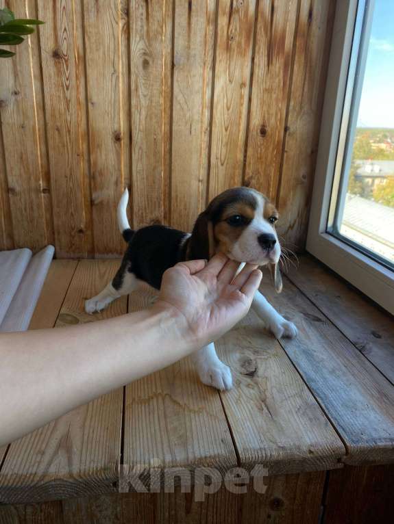 Собаки в Нижнем Новгороде: Бигль девочка ищет любящего и заботливого хозяина Девочка, 30 000 руб. - фото 2