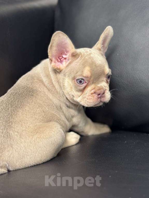 Собаки в Москве: Французский бульдог мальчик Мальчик, 50 000 руб. - фото 4