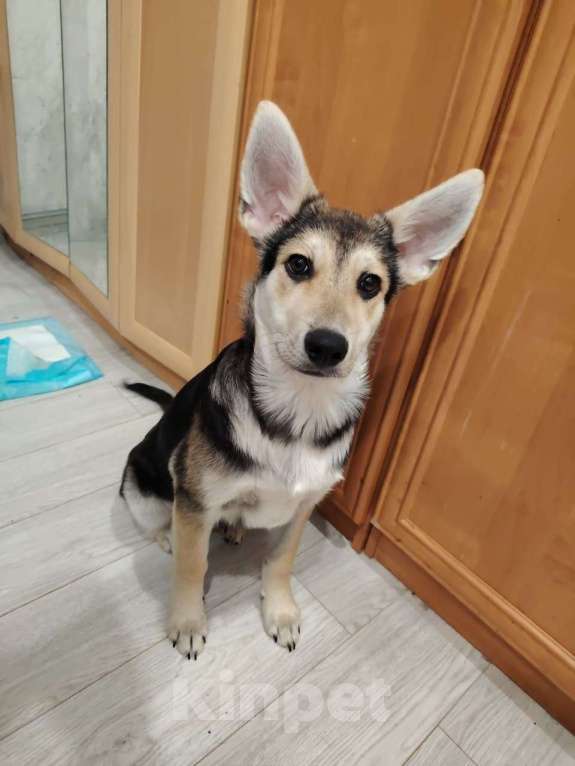 Собаки в Москве: Джокер в добрые руки Мальчик, Бесплатно - фото 2