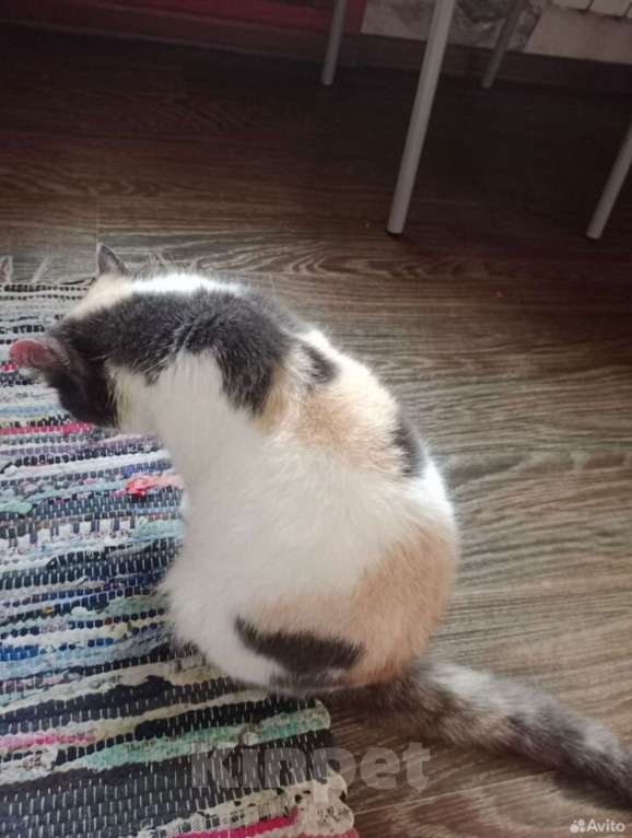 Кошки в Новокузнецке: Лапочка в добрые руки Девочка, Бесплатно - фото 3