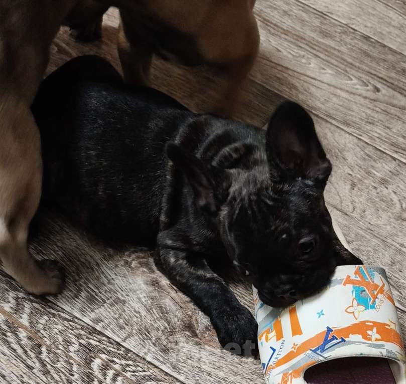 Собаки в Братске: Девочка французского бульдога тигрового окоаса Девочка, 40 000 руб. - фото 1