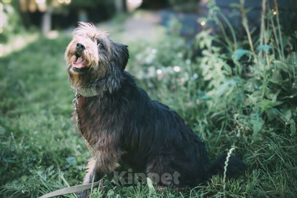 Собаки в Москве: Метис миттельшнауцера в добрые руки Девочка, 100 руб. - фото 4