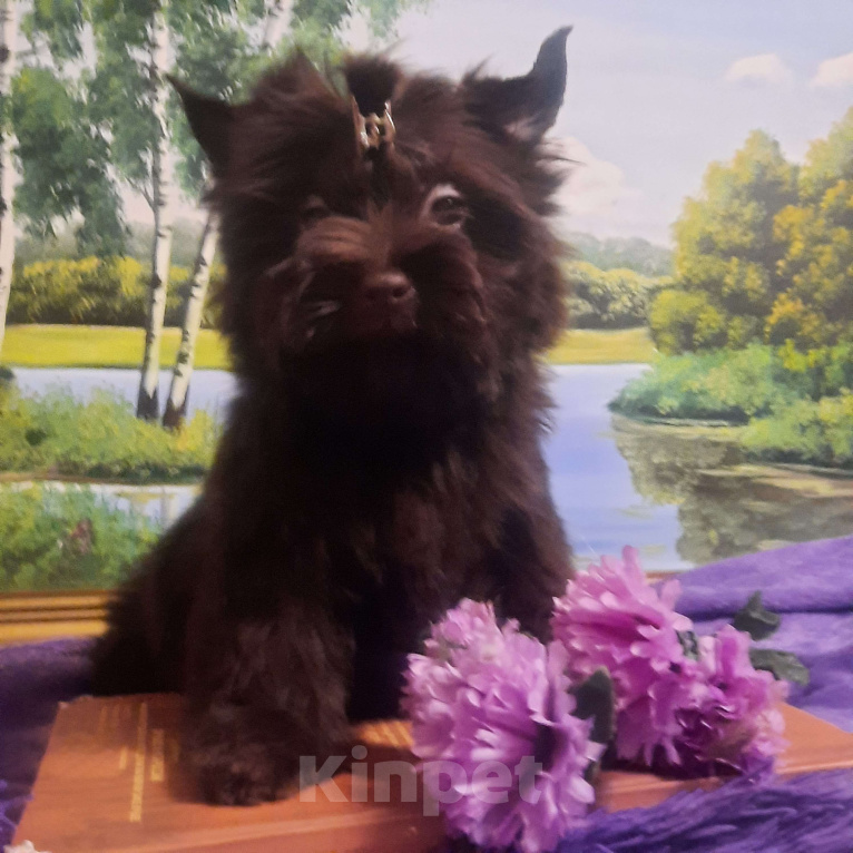 Собаки в Набережных Челнах: Трюфель Мальчик, 45 000 руб. - фото 5