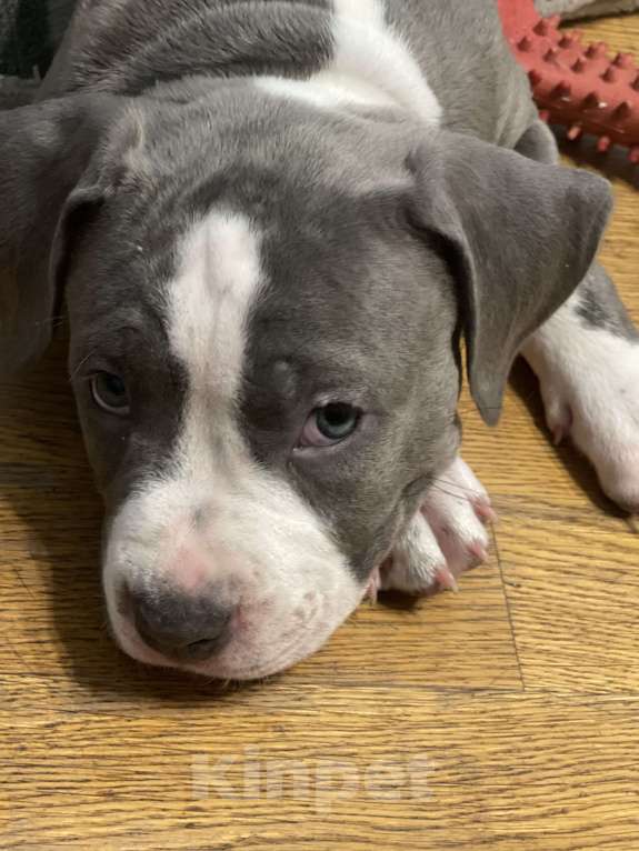 Собаки в Балашихе: Фиона  Девочка, Бесплатно - фото 1