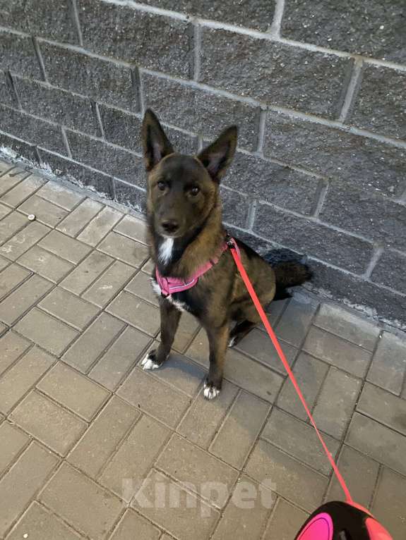 Собаки в Мурином: Щенок-подросток ищет дом Девочка, Бесплатно - фото 4