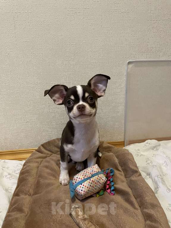 Собаки в Москве: Чихуахуа  Мальчик, 45 000 руб. - фото 2
