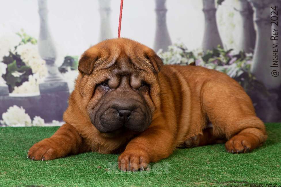 Собаки в Москве: Махагоновая шарпей Девочка, 40 000 руб. - фото 4