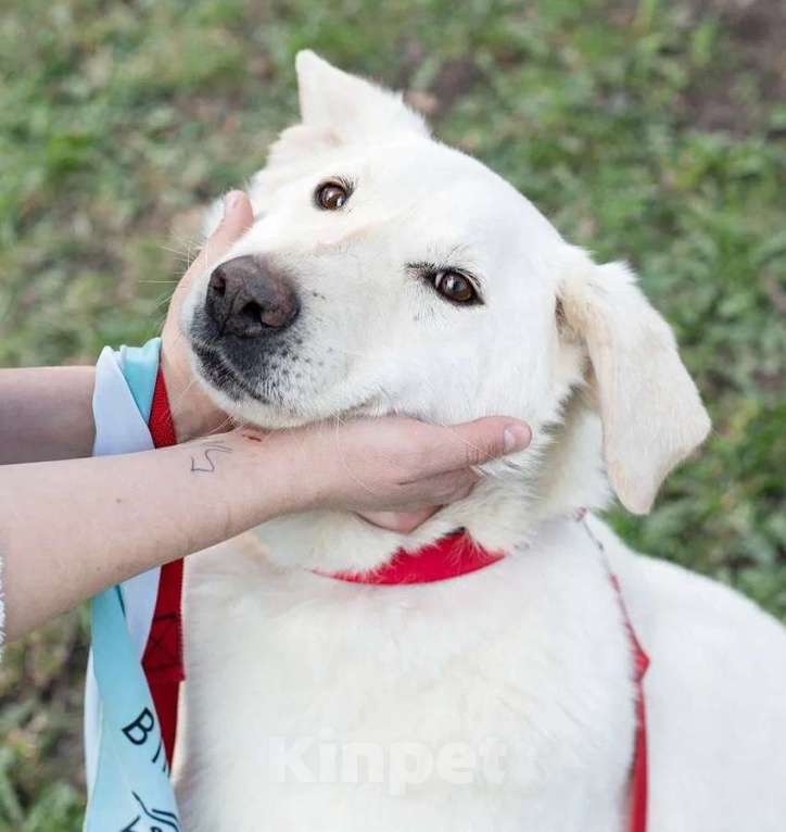 Собаки в Москве: Белый, метис лабрадора в дар Мальчик, Бесплатно - фото 4