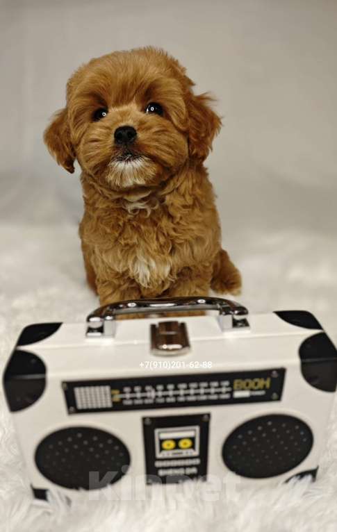 Собаки в Москве: Мальтипу GOLDEN мальчик Мальчик, 140 000 руб. - фото 3