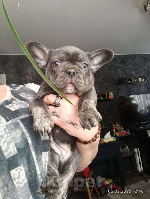 Собаки в Москве: Французские булочки девочки Девочка, 65 000 руб. - фото 2