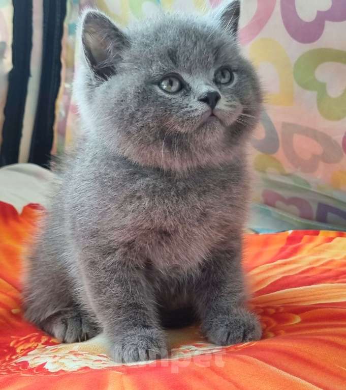 Кошки в Москве: Голубого окраса мальчик  Мальчик, 15 000 руб. - фото 7