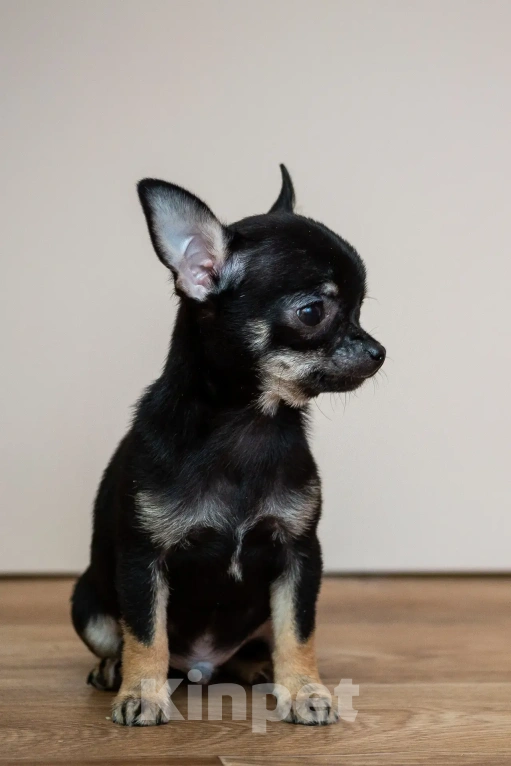 Собаки в Богдане: Щенки чихуахуа Мальчик, 25 000 руб. - фото 6