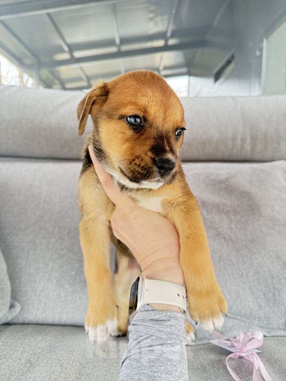 Собаки в других городах Калининградской области: Р Мальчик, Бесплатно - фото 4