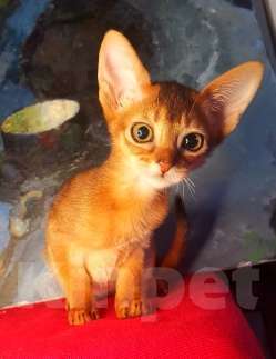 Кошки в Москве: Абиссинские котята американских линий Мальчик, 50 000 руб. - фото 2