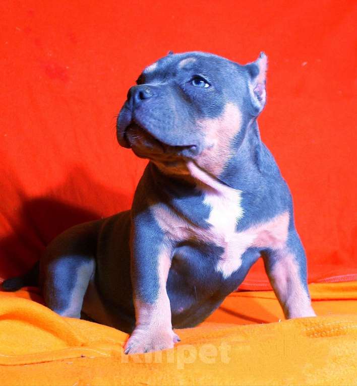 Собаки в Кирове: Подрастает малышка Девочка, 80 000 руб. - фото 5