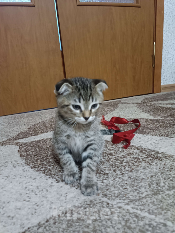 Кошки в Москве: Продам котенка  Мальчик, 5 000 руб. - фото 4