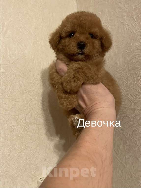 Собаки в Москве: Мини девочка мальтипу Девочка, 55 000 руб. - фото 4