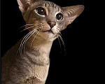 Кошки в Волгограде: Ориентальные котята Мальчик, 50 000 руб. - фото 10
