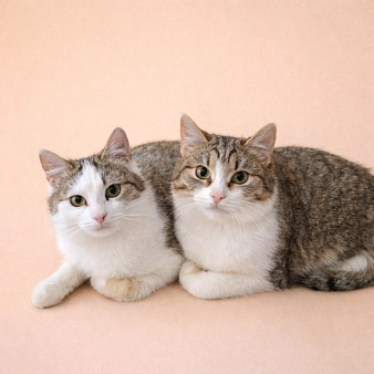 Лилу и Юкки в поисках семьи