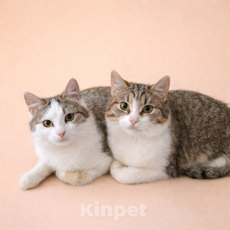 Кошки в Москве: Лилу и Юкки в поисках семьи Девочка, Бесплатно - фото 1