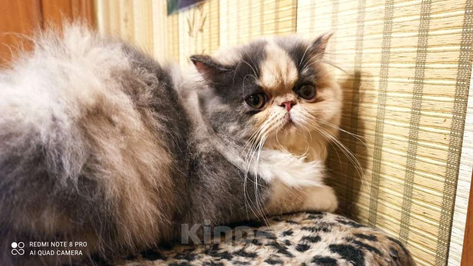Кошки в Чите: продам персидскую красавицу Пульсару Девочка, 20 000 руб. - фото 2