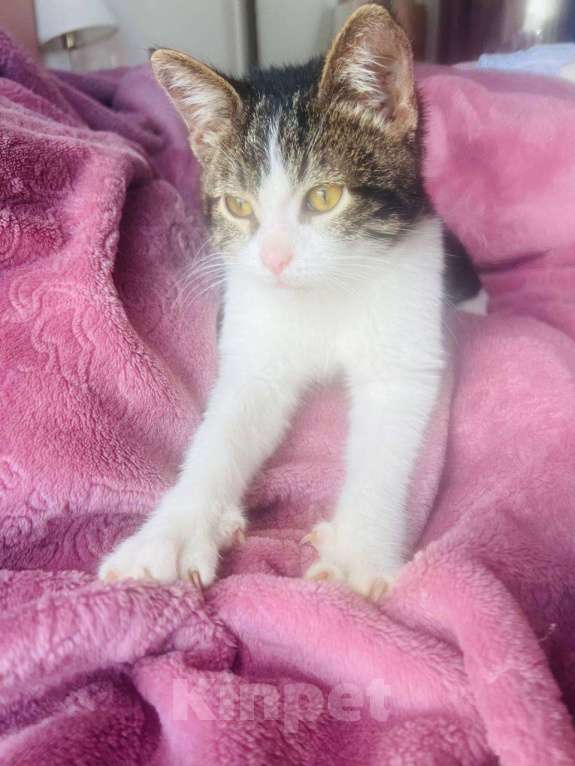 Кошки в Москве: Милый и ласковый котенок ищет любви Мальчик, Бесплатно - фото 5