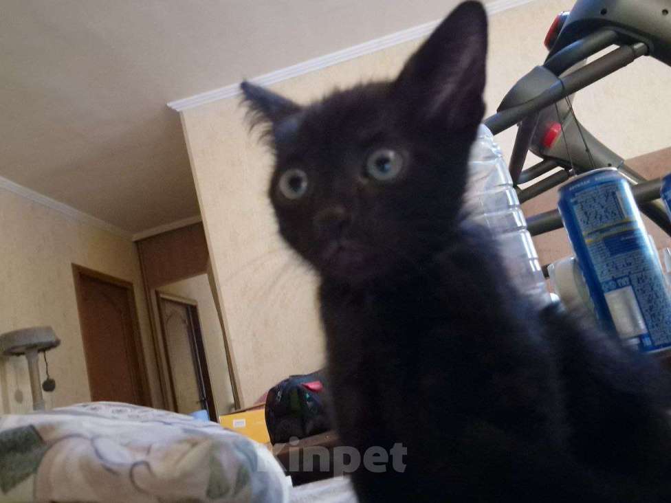 Кошки в Волгограде: Котенок, пол года. Ласковый и игривый. У себя держать не могу.  Мальчик, Бесплатно - фото 7