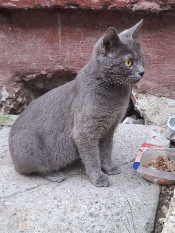 Кошки в Москве: Кошка голубого окраса в добрые руки  Девочка, Бесплатно - фото 6