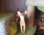 Кошки в Комсомольске-На-Амуре: Абиссинская кошка  Девочка, 35 000 руб. - фото 4