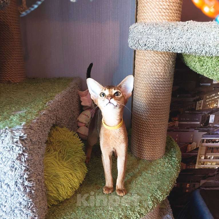 Кошки в Комсомольске-На-Амуре: Абиссинская кошка  Девочка, 35 000 руб. - фото 4