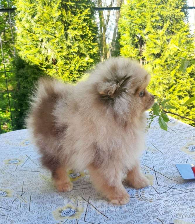 Собаки в других городах Московской области: Померанский шпиц мраморный окрасный Мальчик, 30 000 руб. - фото 2