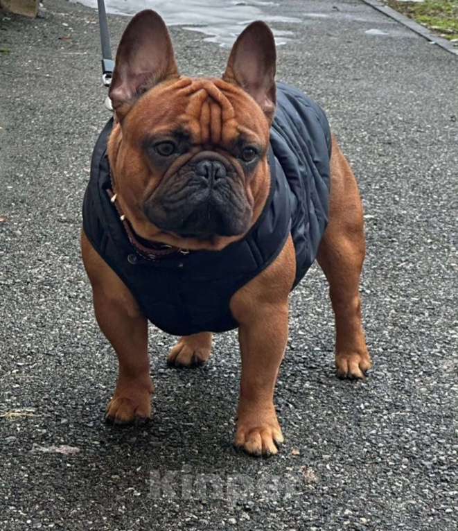 Собаки в Краснодаре: Вязка Арчи Мальчик, Бесплатно - фото 9