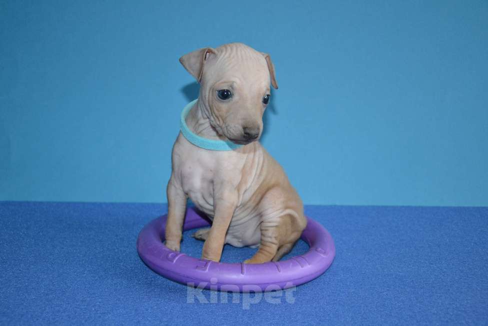 Собаки в Москве: Щенки американского голого терьера Мальчик, 25 000 руб. - фото 2