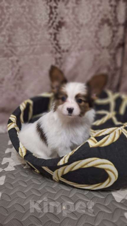 Собаки в Санкт-Петербурге: папийон мальчик Мальчик, 70 000 руб. - фото 1