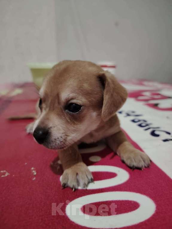 Собаки в Волгограде: Продаются щенки чивини Мальчик, Бесплатно - фото 4