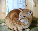 Кошки в Москве: Котик Батя в добрые руки Мальчик, Бесплатно - фото 3