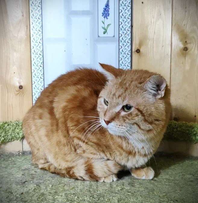 Кошки в Москве: Котик Батя в добрые руки Мальчик, Бесплатно - фото 3