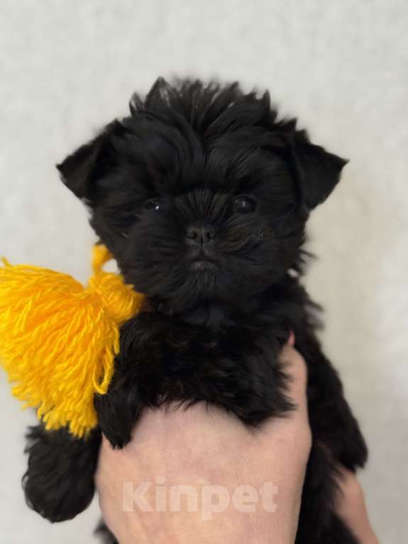 Собаки в Санкт-Петербурге: АФФЕНПИНЧЕР девочка  Девочка, 250 000 руб. - фото 1