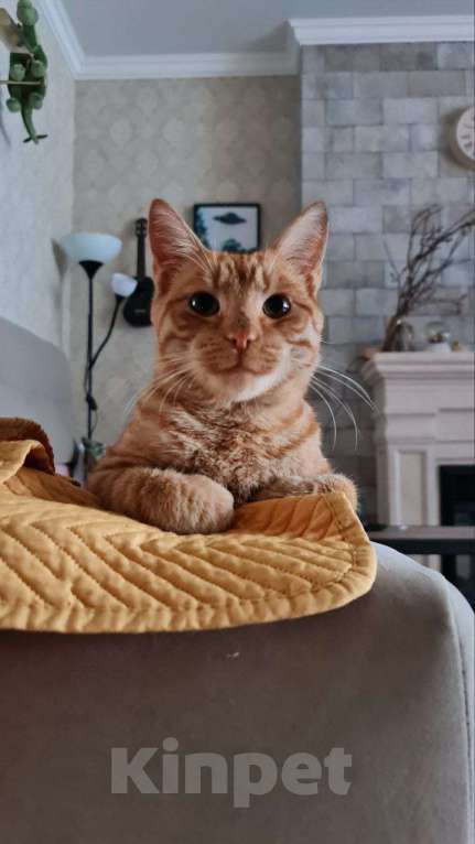 Кошки в Гурьевске: Пропал кот Мальчик, 5 000 руб. - фото 1