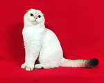 Кошки в Колпашево: Золотой кот на вязку, 1 руб. - фото 3