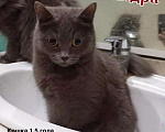 Кошки в Полярном: Молоденькая стерилизованная кошка, Бесплатно - фото 4