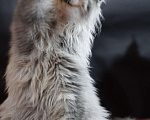 Кошки в Ардоне: Котята Мейн кун, 30 000 руб. - фото 8