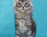 Кошки в Мытищах: Котенок Мейн-кун Мальчик, 25 000 руб. - фото 4