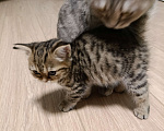 Кошки в Москве: Котенок 1.5 месяца Девочка, 10 000 руб. - фото 7