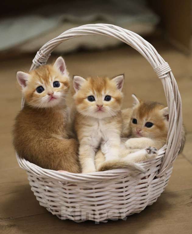 Кошки в Краснодаре: Британские котята золотая шиншилла NY 11 Девочка, 30 000 руб. - фото 1